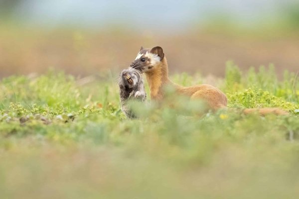 Quali sono le raccomandazioni per il cambio delle pastiglie dei freni in un'auto con sistema di frenata regenerativa?